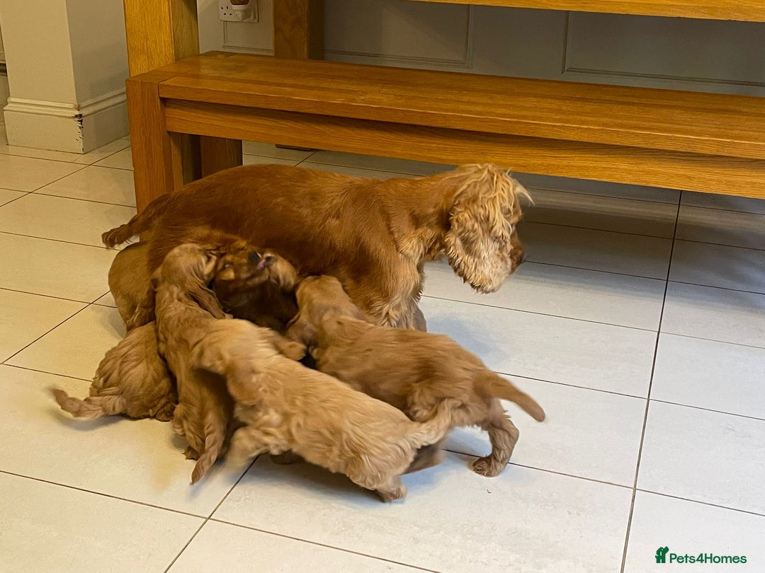 Cockapoo dogs for sale: Adorable F1 Cockapoo Puppies  - Image 10