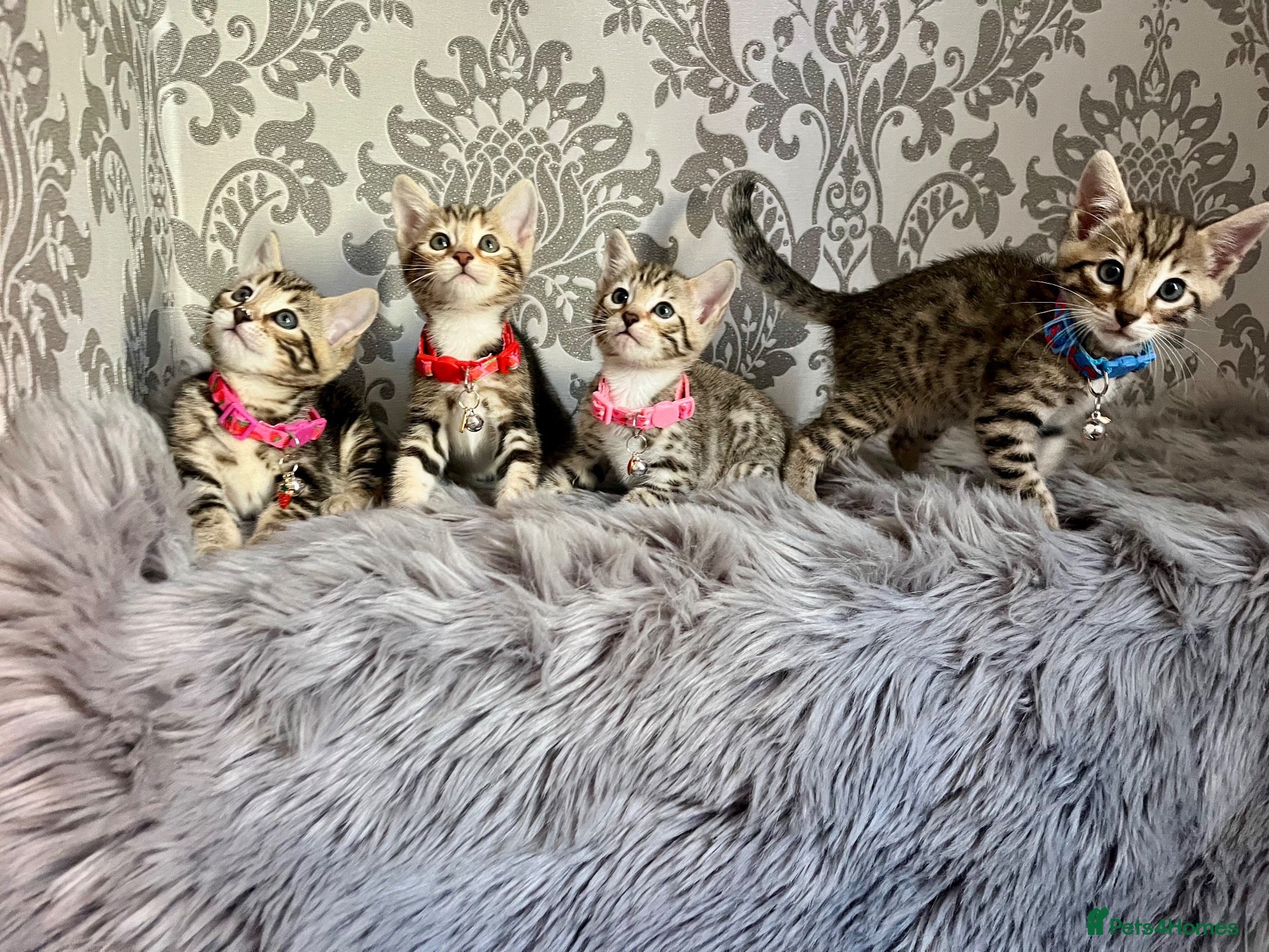 Bengal cats Bengal kittens🐾 - Advert 15