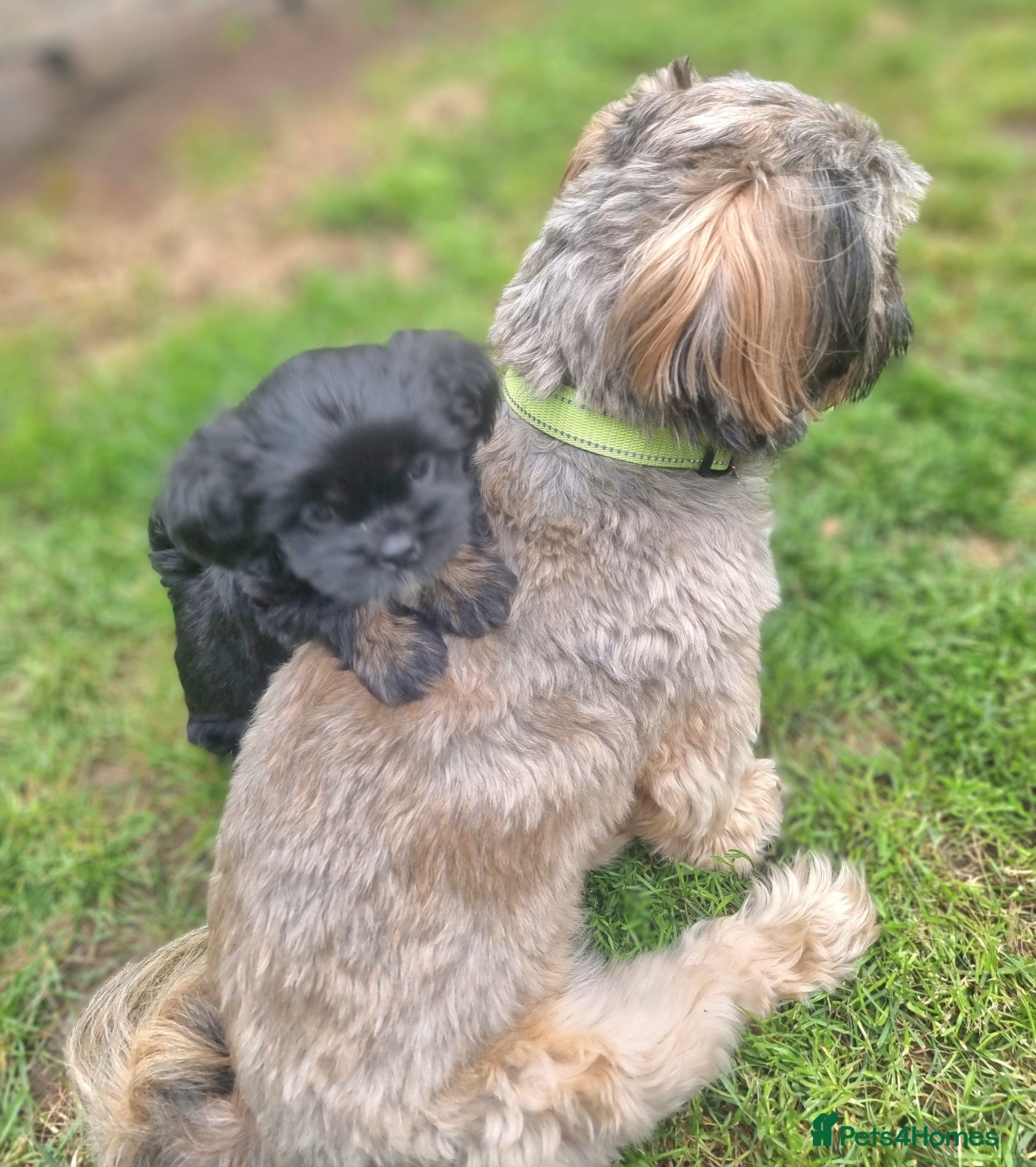 Shih Tzu dogs Pupies for sold. - Advert 14