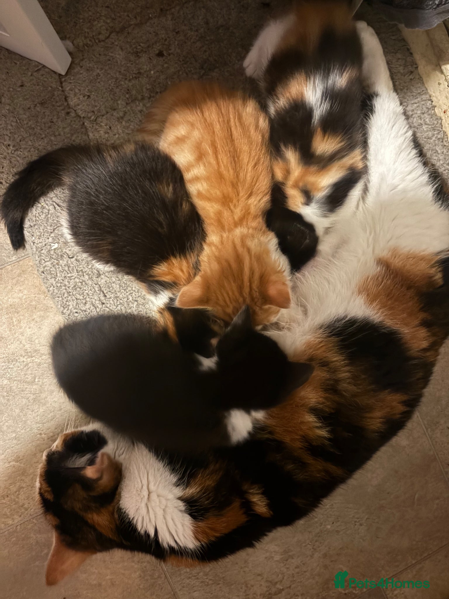 Mixed Breed cats 4 beautiful kittens look for their forever homes  - Advert 1
