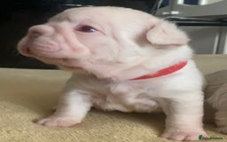 French Bulldog dogs for sale: Platinum Full Pink Big Rope Boy - Image 6