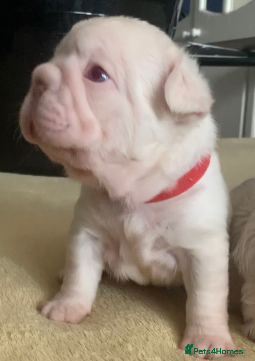 French Bulldog dogs for sale: Platinum Full Pink Big Rope Boy - Image 6