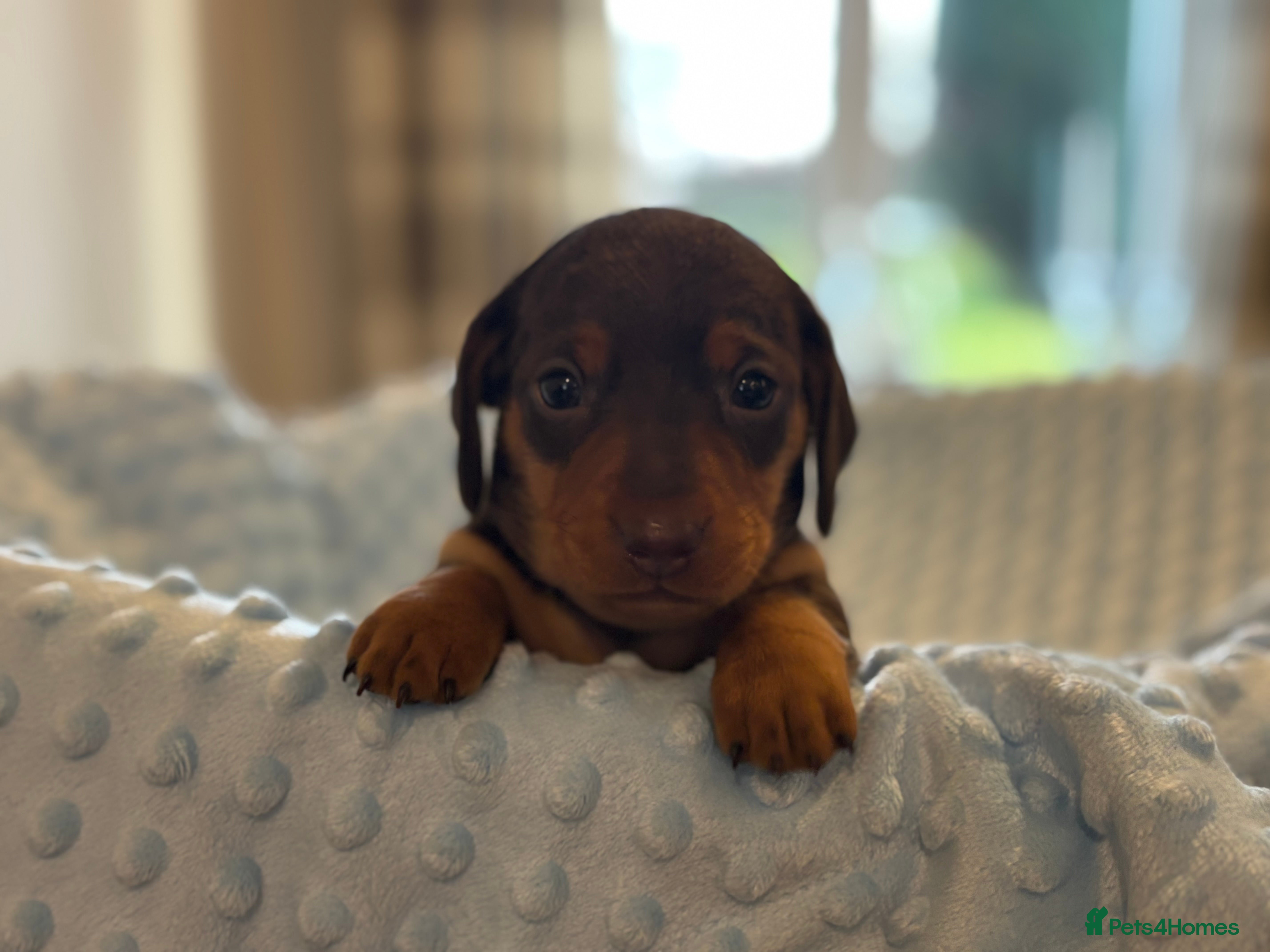 Miniature Dachshund dogs Miniature dachshund puppies - Advert 14