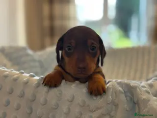 Miniature Dachshund dogs Miniature dachshund puppies - Advert 14