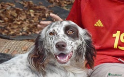 English Setter dogs for adoption: Kira  - Image 9