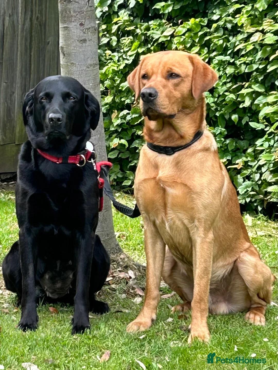 Labrador Retriever dogs for stud: Experienced Fox Red Labrador available for stud in Buckingham - Advert 4