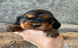 Cocker Spaniel dogs for sale: 100% TRUE SHOW TYPE HEALTH TESTED COCKER SPANIELS  - Advert 12