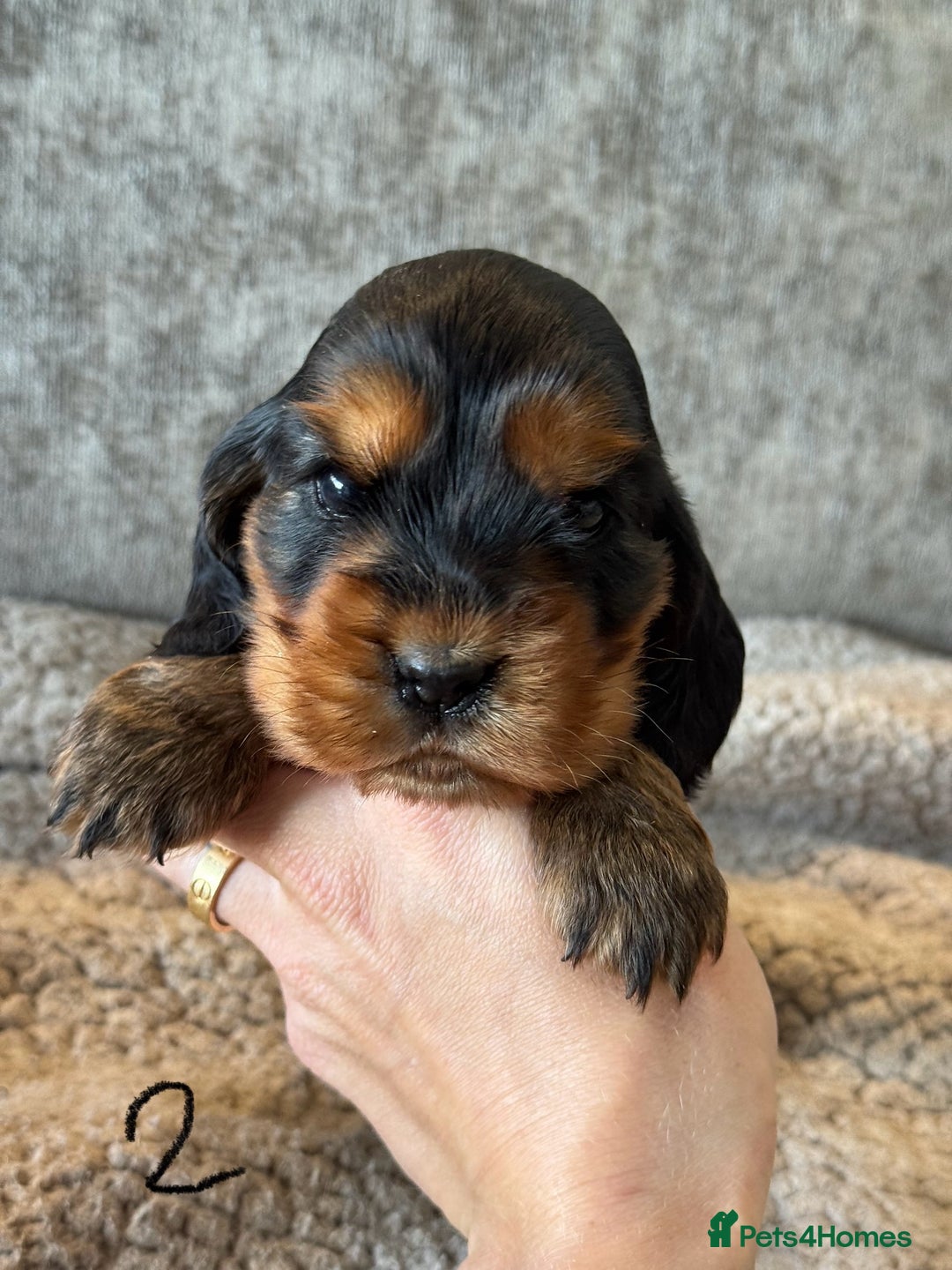 Cocker Spaniel dogs for sale: 100% TRUE SHOW TYPE HEALTH TESTED COCKER SPANIELS  - Advert 12