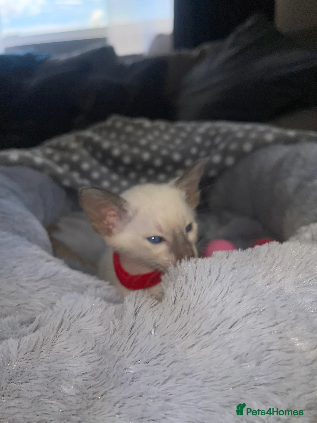 Siamese cats for sale: Last girl lilac point left  - Advert 21