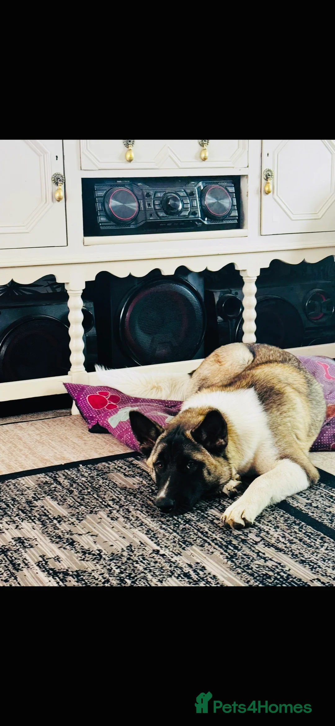 Akita dogs for sale: Lola Akita  - Advert 3