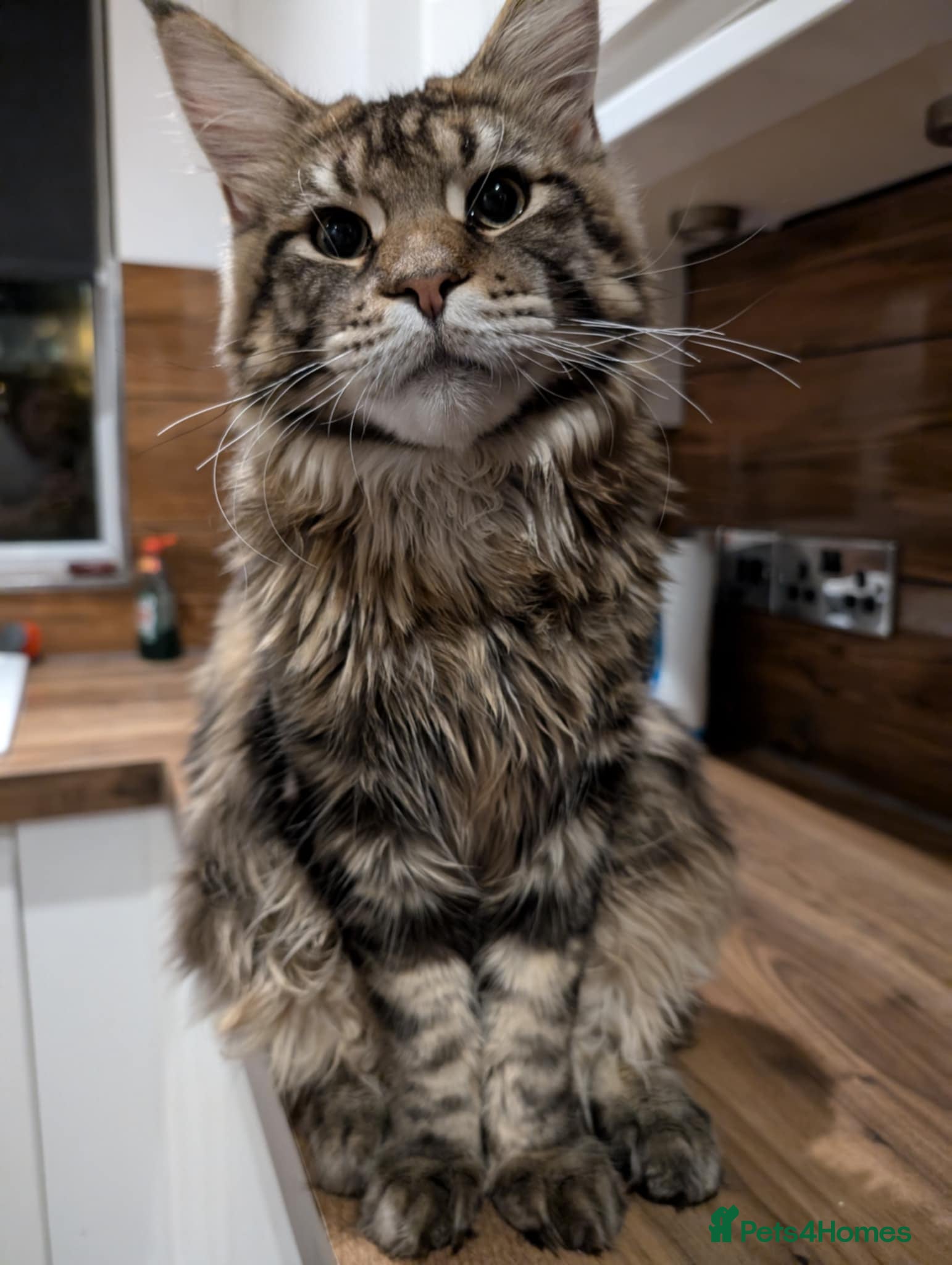 Maine Coon cats Active Maine Coon Tabby Boy Available  - Advert 14