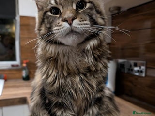 Maine Coon cats Active Maine Coon Tabby Boy Available - Advert 14