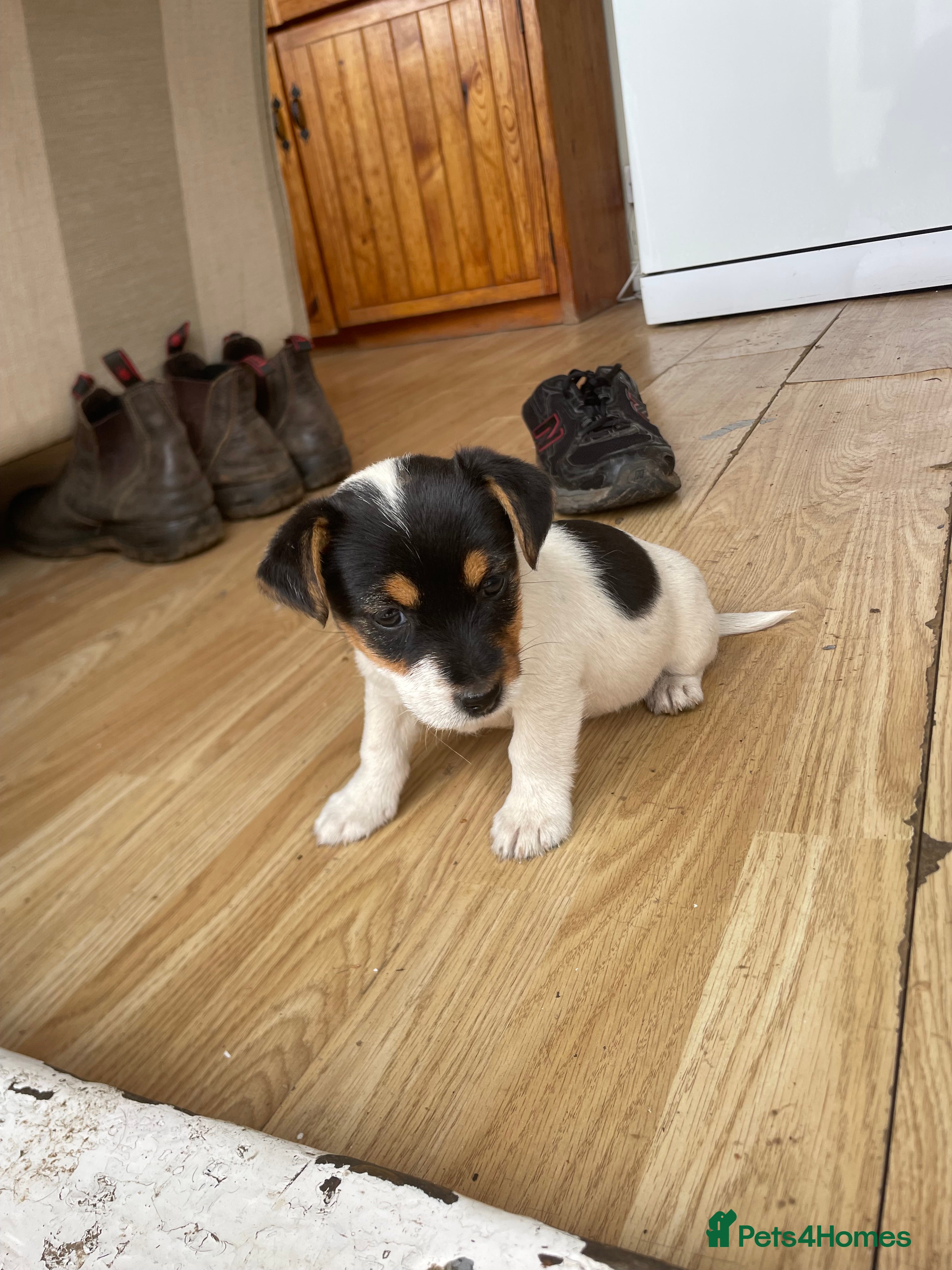 Jack Russell dogs Jack Russel puppies  - Advert 2