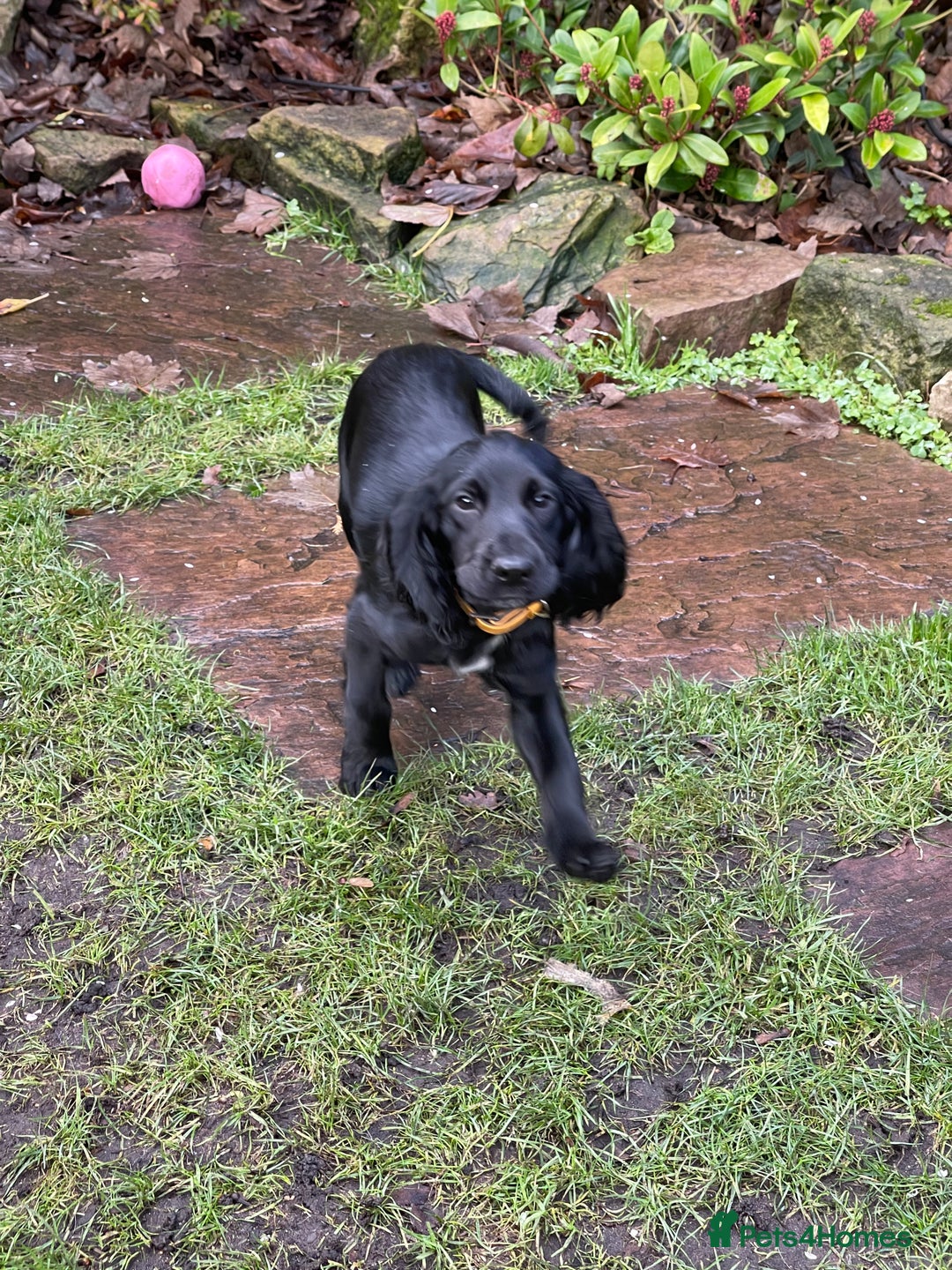 Cocker Spaniel dogs for sale: working cocker spaniel puppy for sale - Advert 20