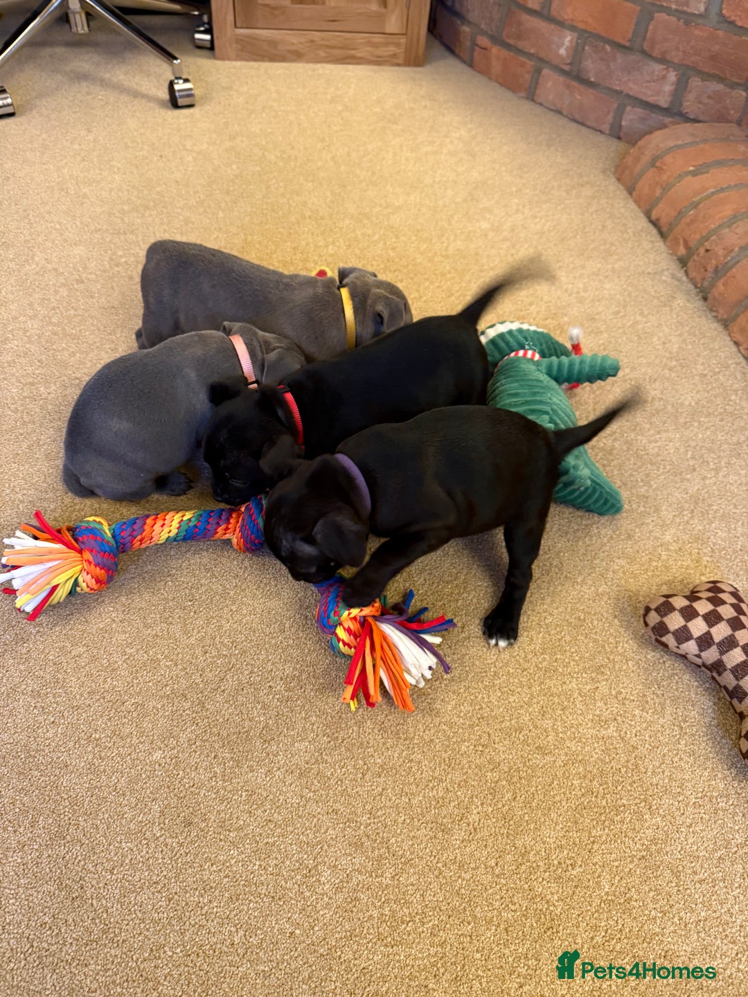 Staffordshire Bull Terrier dogs for sale: Health Tested Clear Staffordshire Bull Terrier's - Advert 22