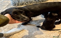 Cocker Spaniel dogs for sale: Gorgeous KC Cockers with blue roan features - Image 12