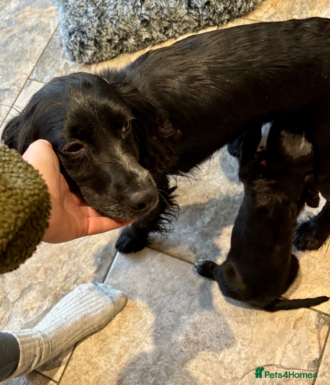 Cocker Spaniel dogs for sale: Gorgeous KC Cockers with blue roan features - Image 12