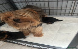 Yorkshire Terrier dogs for sale: Tiny Yorkshire terrier puppies for sale  - Image 14