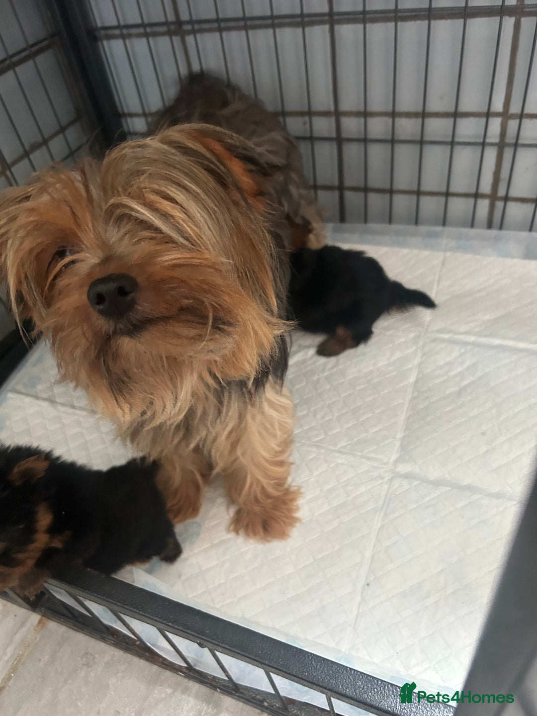 Yorkshire Terrier dogs for sale: Tiny Yorkshire terrier puppies for sale  - Image 14