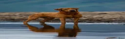 Labrador Retriever dogs for stud: Fully health tested proven lab studs - Advert 4