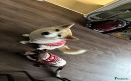 Mixed Breed dogs for sale: 2 year old Husky and 3 year old springer spaniel - Image 13