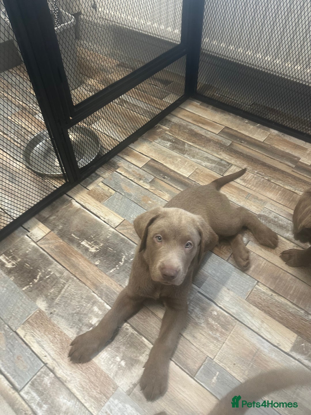 Labrador Retriever dogs for sale: Silver labradors *READY TO LEAVE* - Image 9