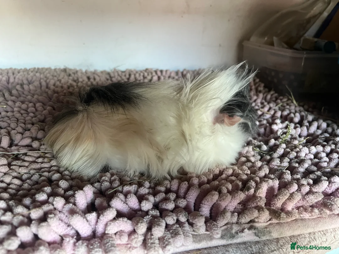 Guinea Pig rodents for sale: PUREBRED PERUVIAN & ALPACA DUOS - Advert 4