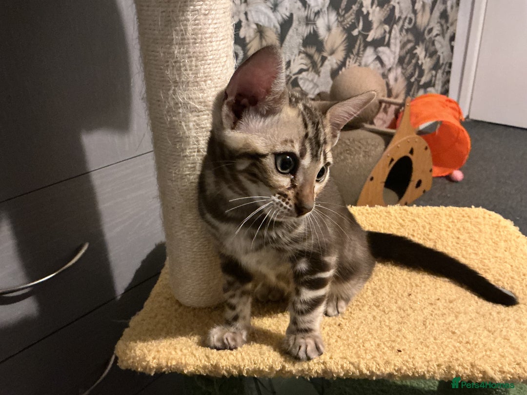 Bengal cats for sale: STUNNING TICA reg Bengal kittens ready to reserve - Image 5