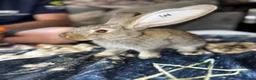 Continental Giant rabbits for sale: GIANTS carriers of the VN gene - Advert 6