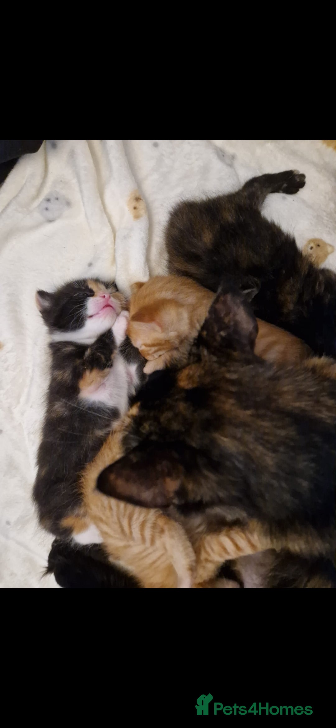 Domestic Shorthair cats for sale: Kittens For Sale - Image 10