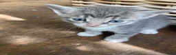 Mixed Breed cats for sale: Very pretty family friendly kittens.  - Advert 4