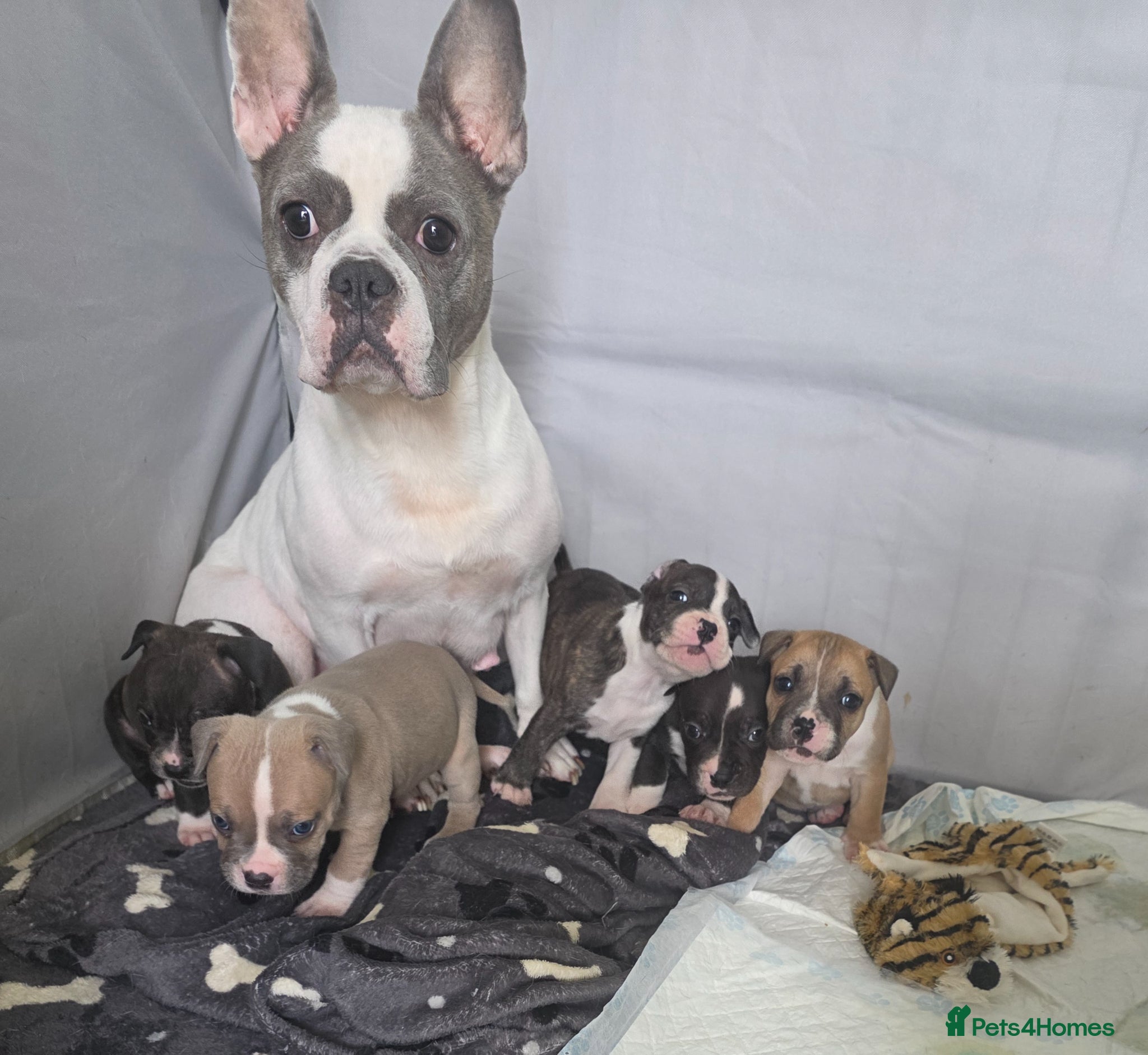Mixed Breed dogs French bulldog x Staffordshire bull terrier - Advert 1