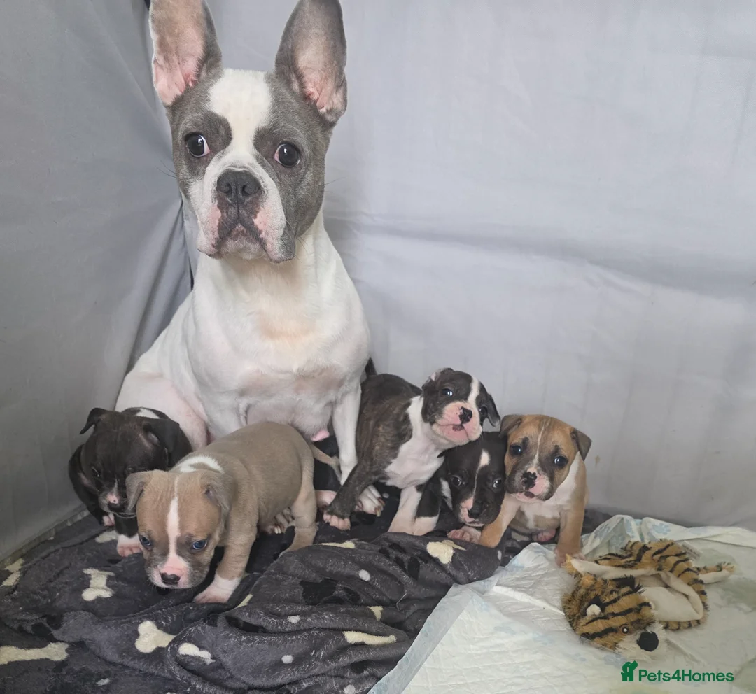 Mixed Breed dogs for sale: French bulldog x Staffordshire bull terrier - Advert 1