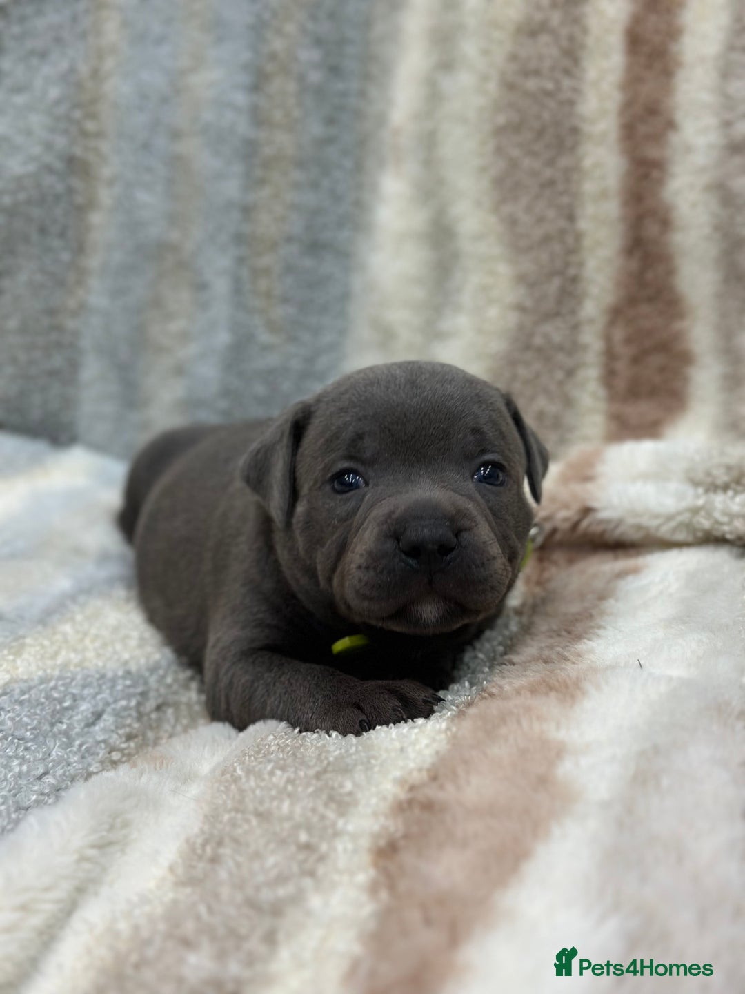 Staffordshire Bull Terrier dogs for sale: ✨🥰🐶 KC Registered Staffordshire Bull Terrier  🐾 - Advert 25