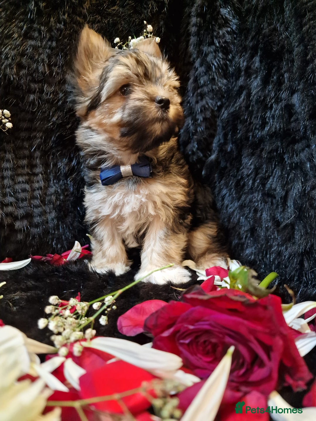 Yorkshire Terrier dogs for sale: Luxury Yorkshire Terrier Puppies/Home Raised/IHR   - Advert 23