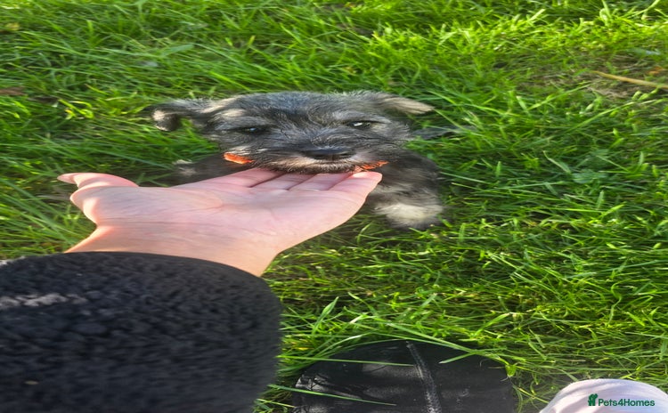 Miniature Schnauzer dogs - Advert 16