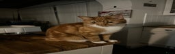 Domestic Shorthair cats for sale: Two cats for rehoming   - Advert 15