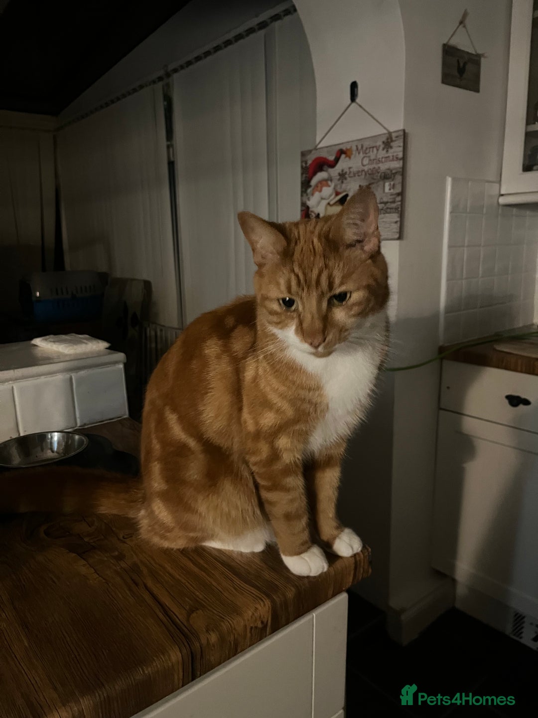 Domestic Shorthair cats for sale: Two cats for rehoming   - Advert 15