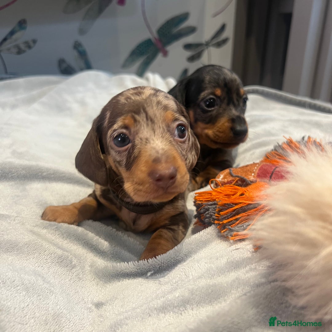 Miniature Dachshund dogs for sale: Stunning kc reg miniature dachshunds  - Image 8