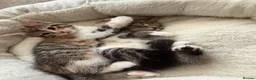 Mixed Breed cats for sale: Kittens for sale  - Advert 15