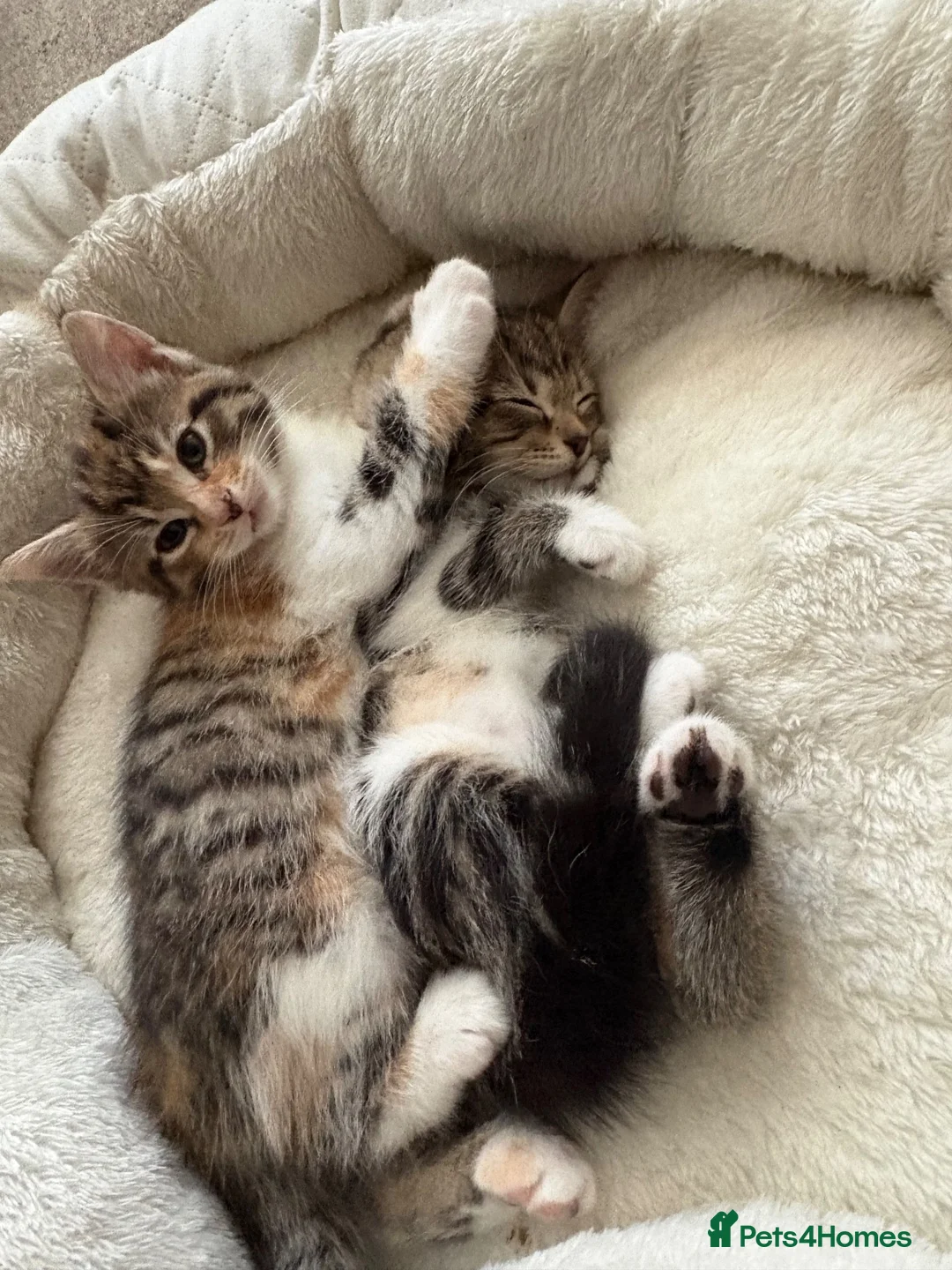 Mixed Breed cats for sale: Kittens for sale  - Advert 15