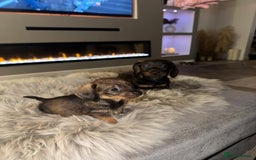 Dachshund dogs for sale: 2 beautiful wirehair dachshund (teckel) pups left - Image 5