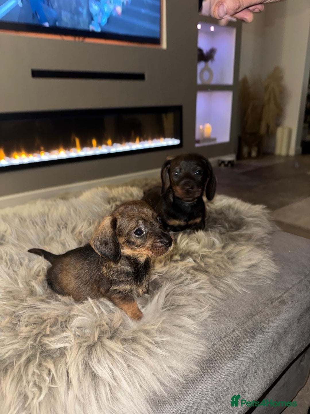 Dachshund dogs for sale: 2 beautiful wirehair dachshund (teckel) pups left - Image 5