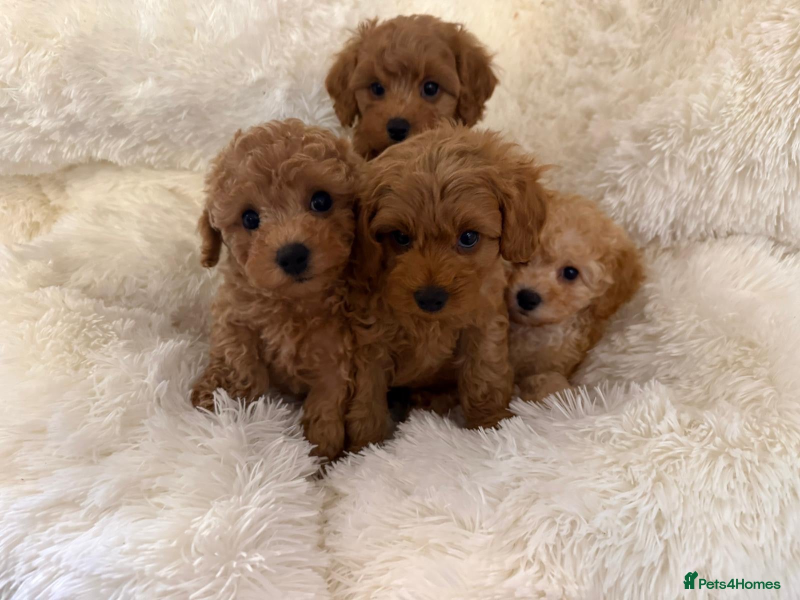 Maltipoo dogs 🐾 toy maltipoo puppy’s 🐾 - Advert 3