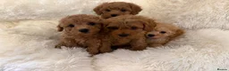 Maltipoo dogs for sale: 🐾 toy maltipoo puppy’s 🐾 - Advert 1