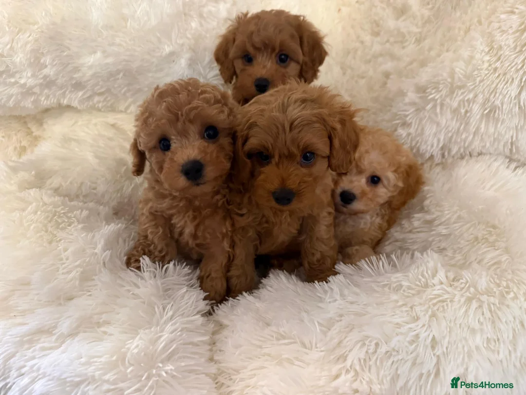Maltipoo dogs for sale: 🐾 toy maltipoo puppy’s 🐾 - Advert 1
