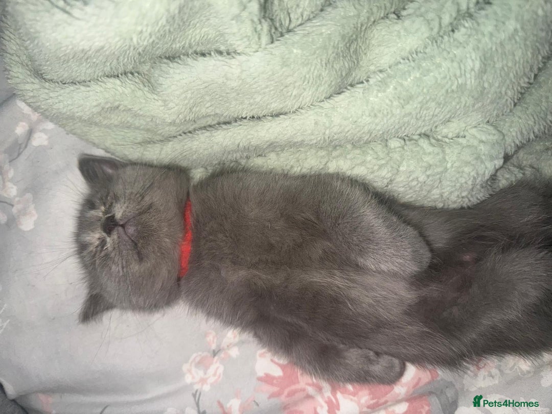 Himalayan cats for sale: 3 kittens Himalayan x Scottish fold Ready now - Image 32