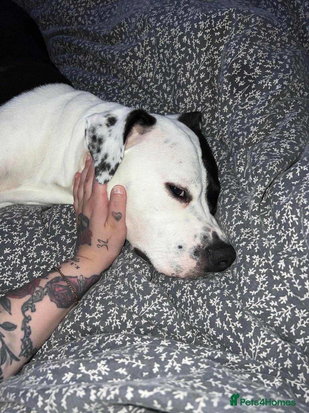 Mixed Breed dogs for sale: French bulldog cross American bulldog  - Image 11