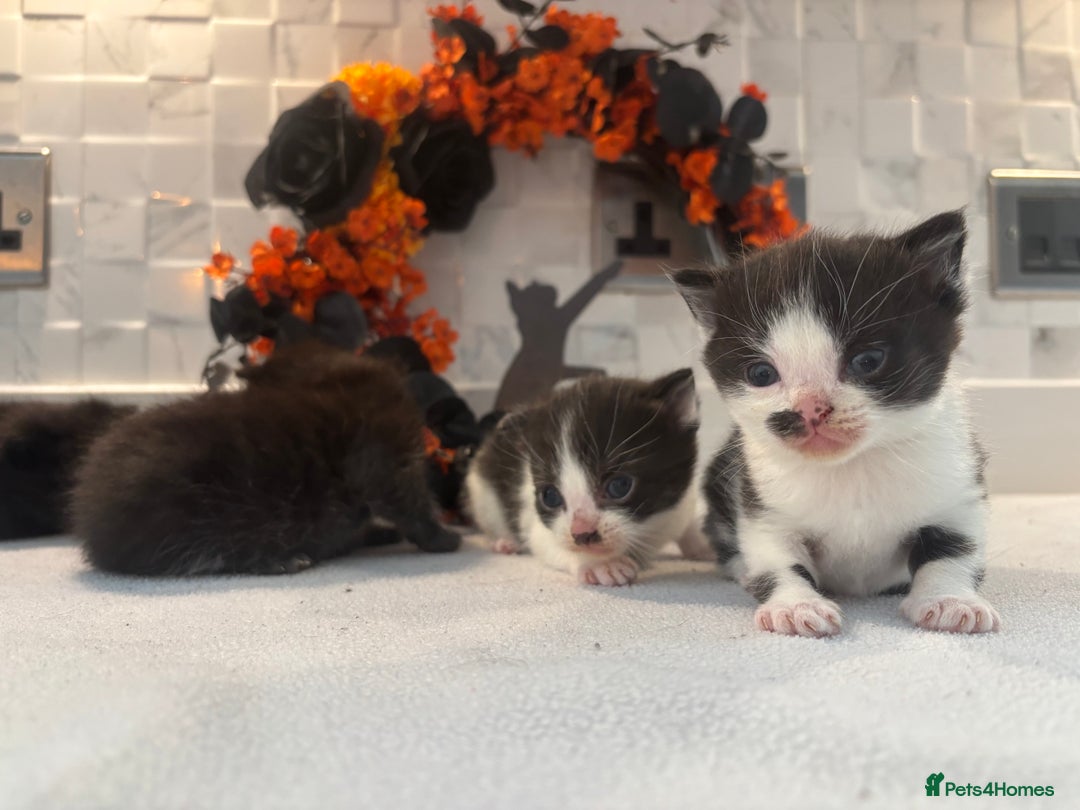 Mixed Breed cats for sale: Mixed British shorthair kittens! 🐈‍⬛  - Image 6