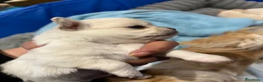 Chipoo Puppy 2